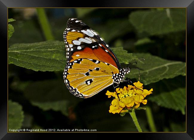 monarch butterfly Framed Print by Reginald Hood