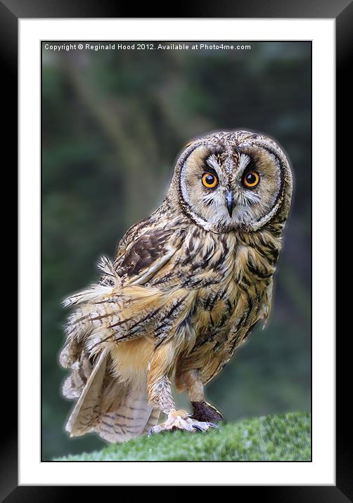 tawny owl Framed Mounted Print by Reginald Hood