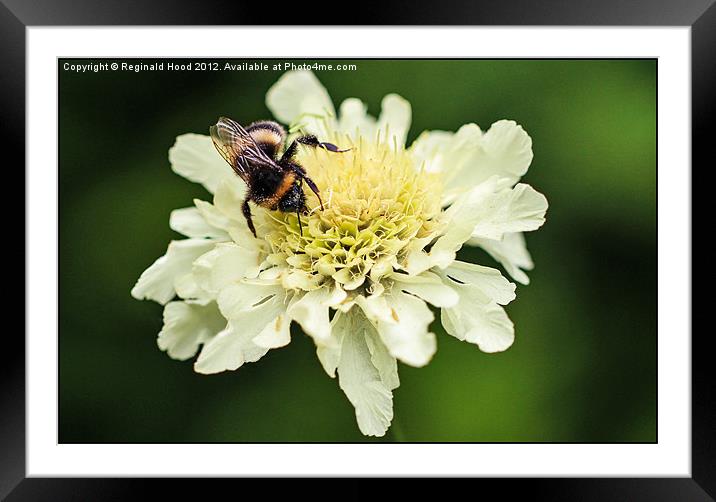 Bee on Flower Framed Mounted Print by Reginald Hood
