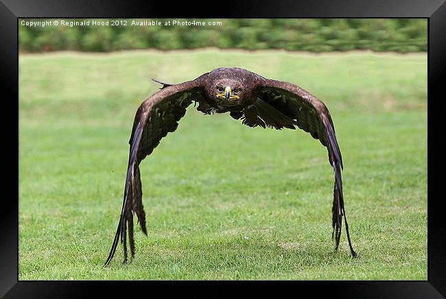 White Tailed Fish Eagle Framed Print by Reginald Hood