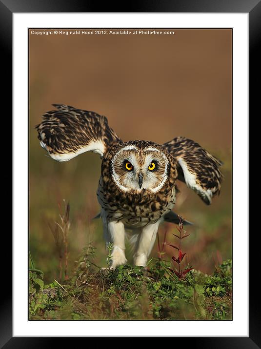 Owl Framed Mounted Print by Reginald Hood