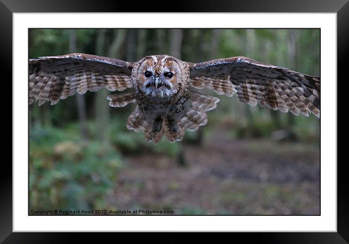 Tawny Owl Framed Mounted Print by Reginald Hood