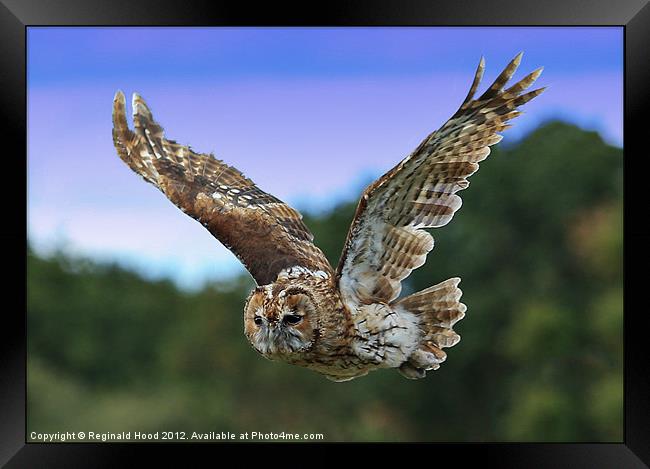 Tawny Owl Framed Print by Reginald Hood