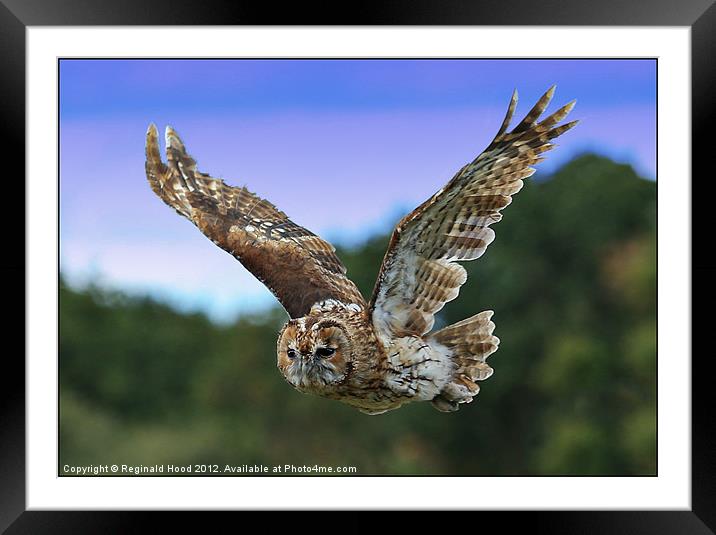 Tawny Owl Framed Mounted Print by Reginald Hood
