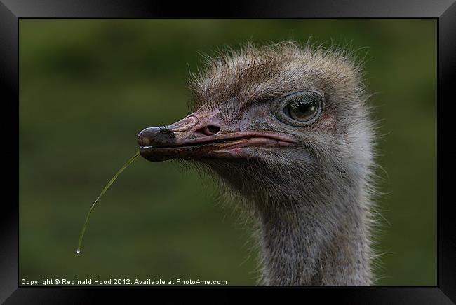 Ostrich Framed Print by Reginald Hood