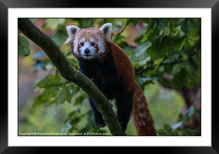 Red Panda Framed Mounted Print by Reginald Hood
