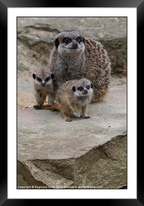Meercat Family Framed Mounted Print by Reginald Hood