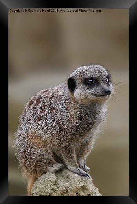 Meerkat Framed Print by Reginald Hood