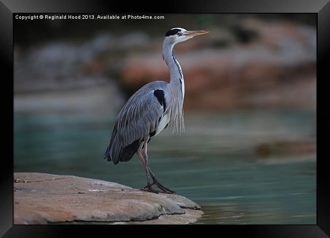 Grey Heron Framed Print by Reginald Hood