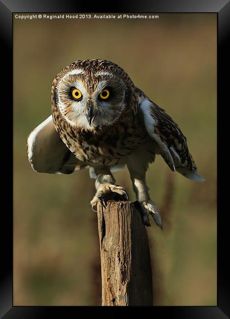 Short Eared Owl Framed Print by Reginald Hood