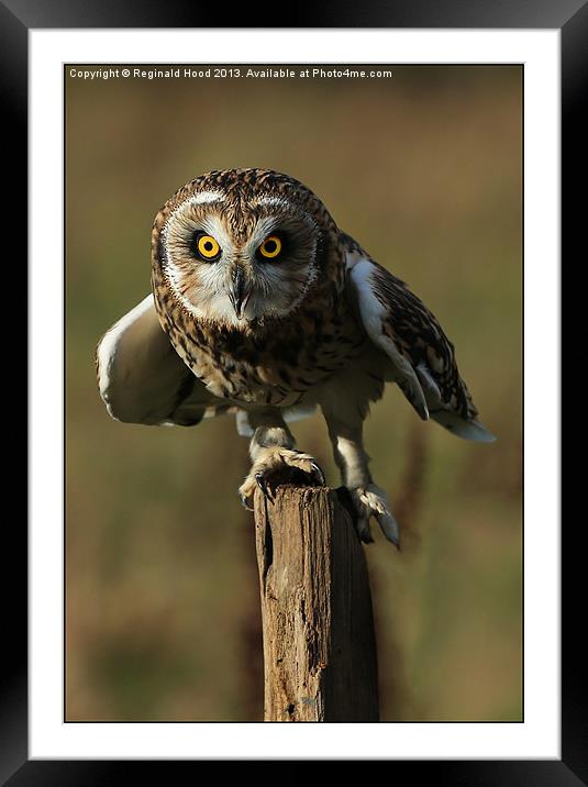 Short Eared Owl Framed Mounted Print by Reginald Hood