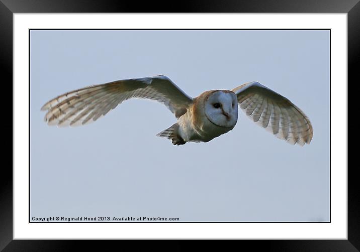 Barn Owl Framed Mounted Print by Reginald Hood