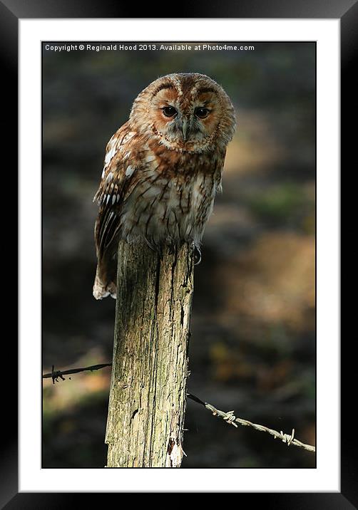 Tawny Owl Framed Mounted Print by Reginald Hood