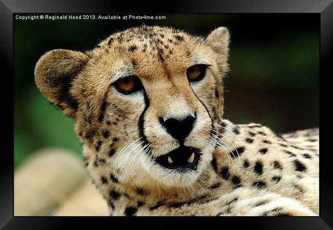 Cheetah Framed Print by Reginald Hood