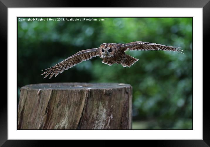 Tawny Owl Framed Mounted Print by Reginald Hood