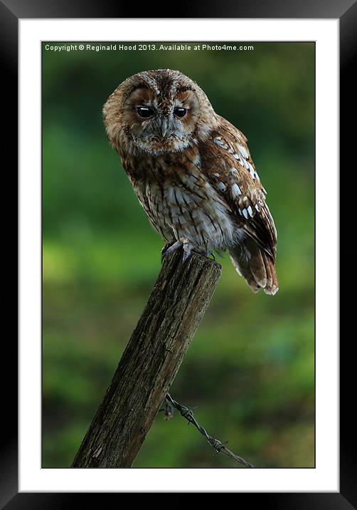 Tawny Owl Framed Mounted Print by Reginald Hood