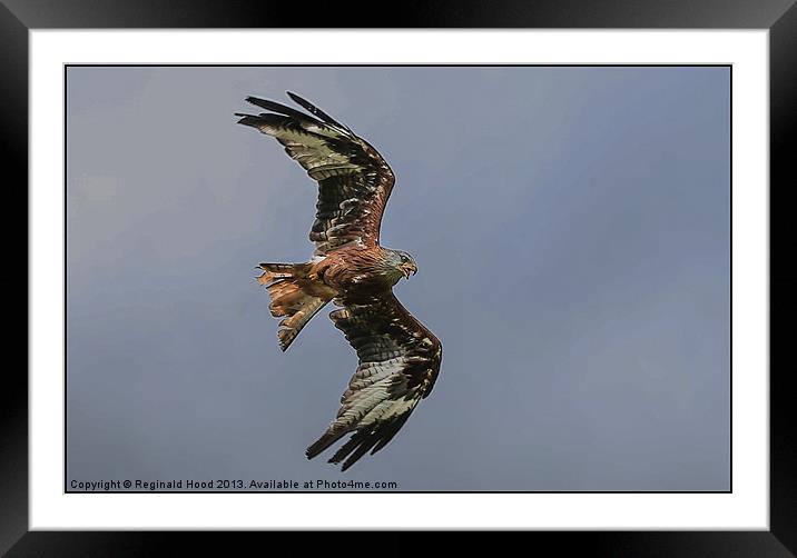 Red Kite Framed Mounted Print by Reginald Hood