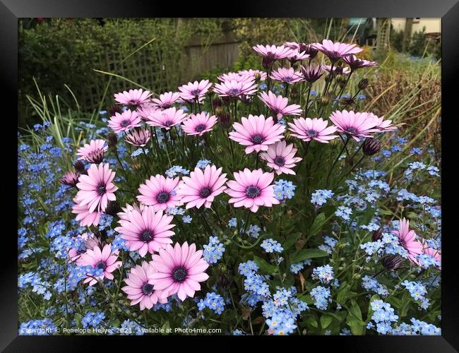 Pink Daisies & Blue Forget me not Framed Print by Penelope Hellyer