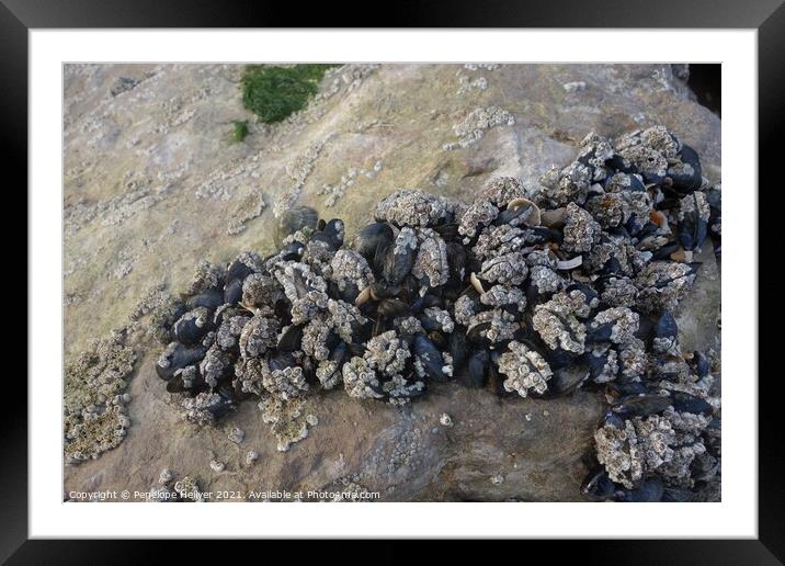 Clustering mussels and barnacles Framed Mounted Print by Penelope Hellyer