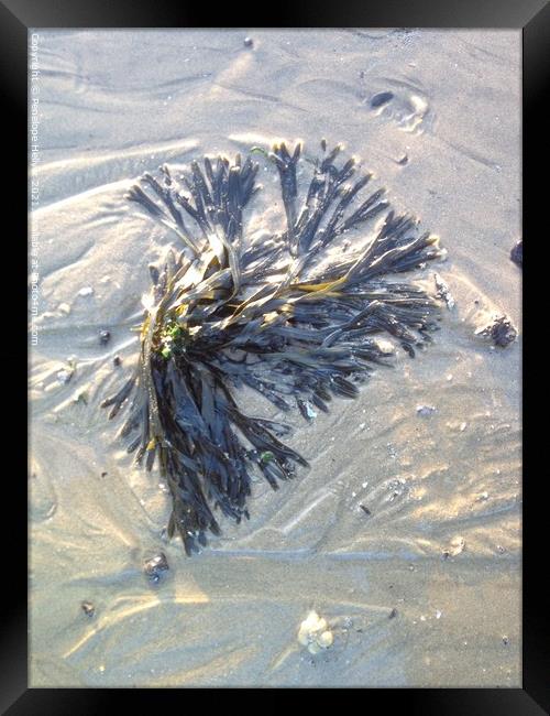 Sandy Seaweed Framed Print by Penelope Hellyer