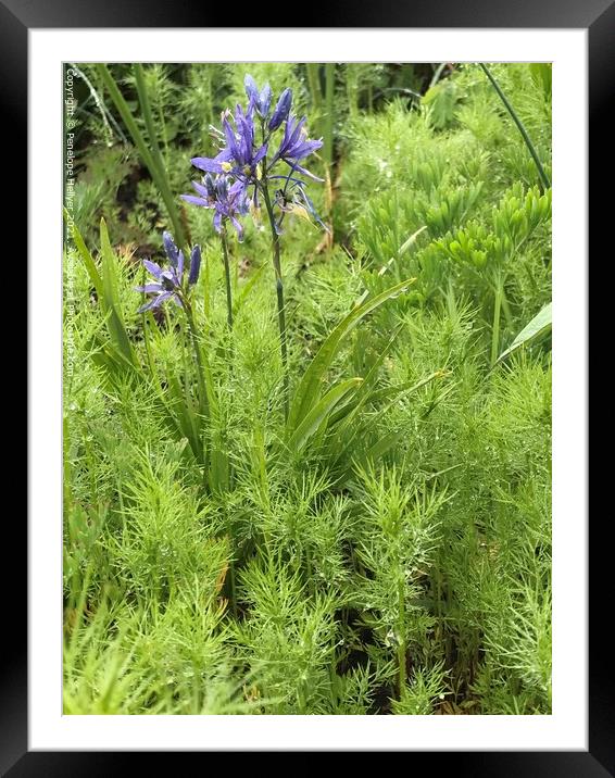 Camassia and feathery foliage Framed Mounted Print by Penelope Hellyer