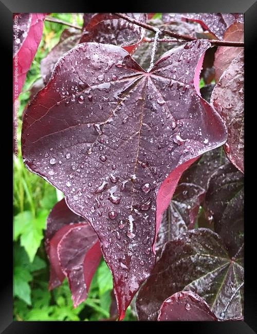 Cercis Framed Print by Penelope Hellyer