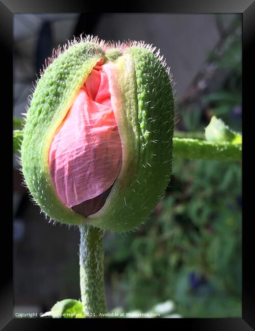 Oriental Poppy Bud Framed Print by Penelope Hellyer