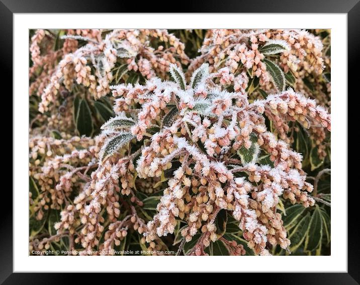 Frosted Pieris Framed Mounted Print by Penelope Hellyer