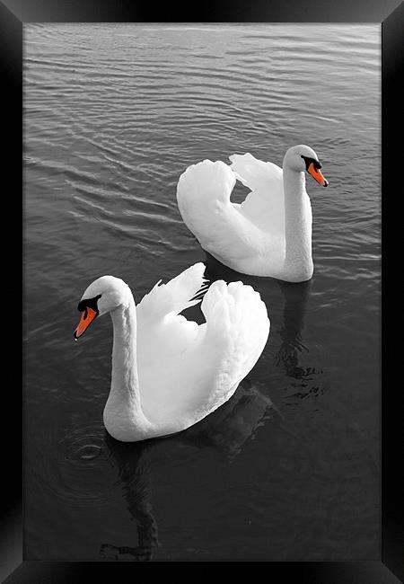 Swans at Gartmorn Framed Print by Jim Bryce
