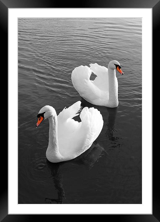 Swans at Gartmorn Framed Mounted Print by Jim Bryce