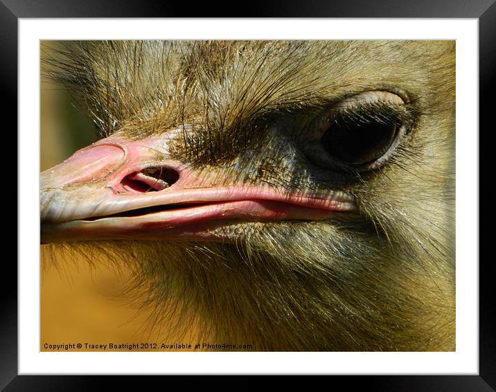 Beautiful Ostrich Framed Mounted Print by Tracey Boatright