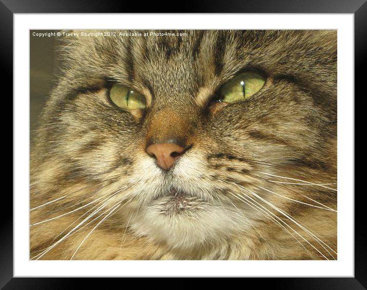 Dolly the maincoon cat Framed Mounted Print by Tracey Boatright