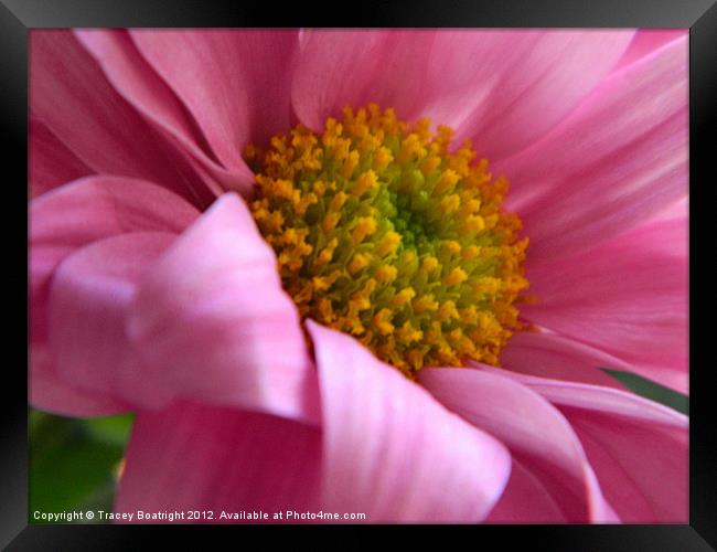 pink pretty Framed Print by Tracey Boatright