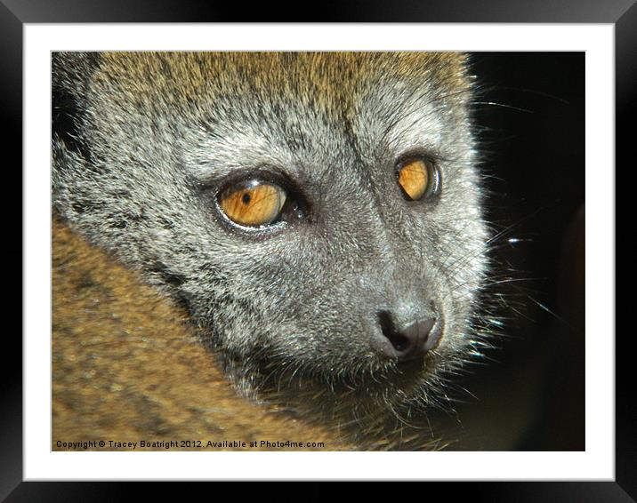 Orange eyes Framed Mounted Print by Tracey Boatright