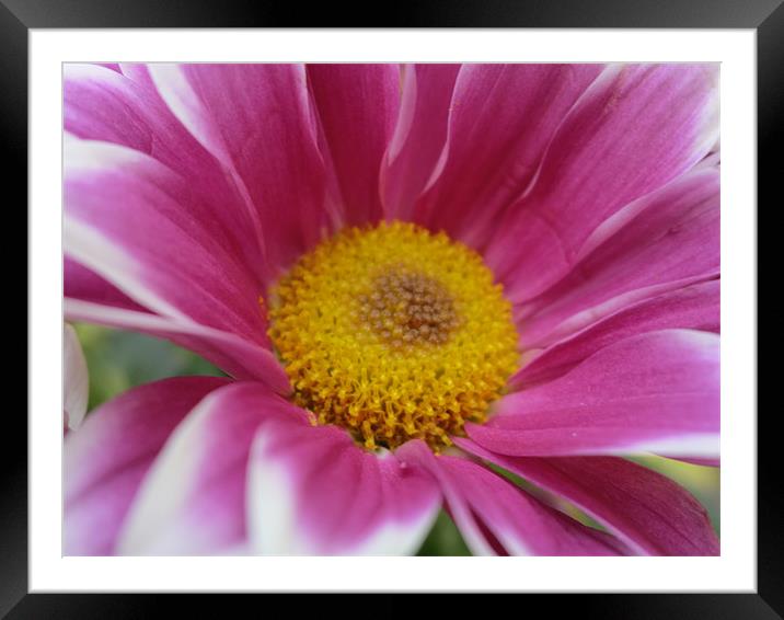 my pink pretty flower Framed Mounted Print by Tracey Boatright