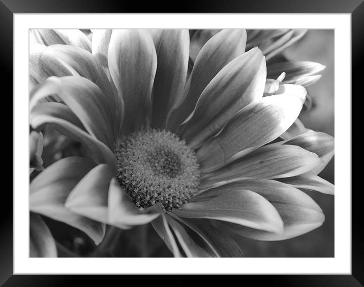 black white beauty Framed Mounted Print by Tracey Boatright