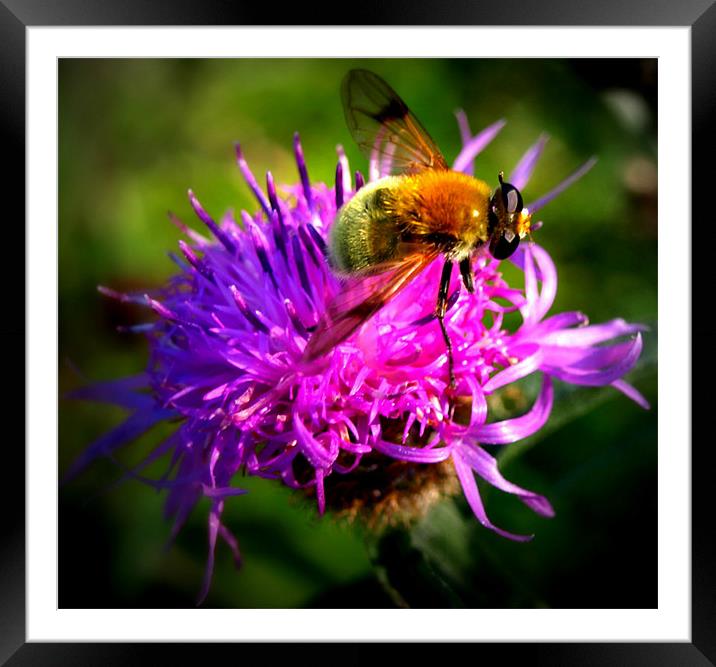 closeup wasp on purple flower Framed Mounted Print by Danny Martin