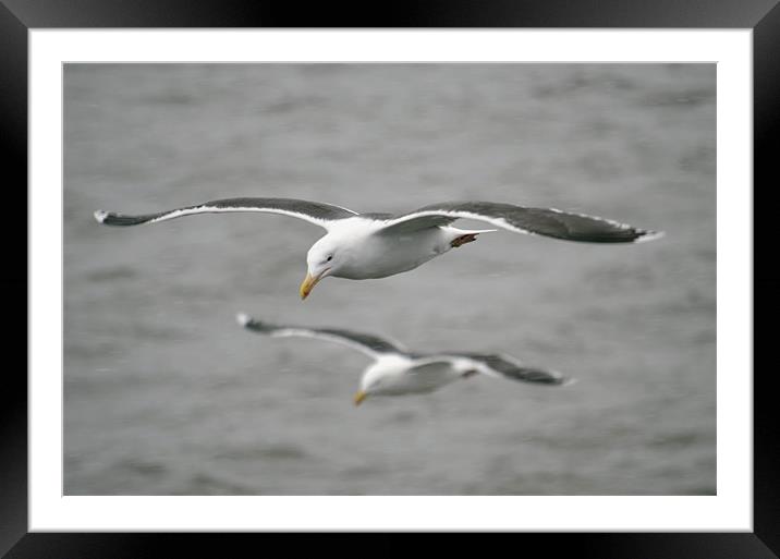 Reflected in Flight Framed Mounted Print by Heather Rowe