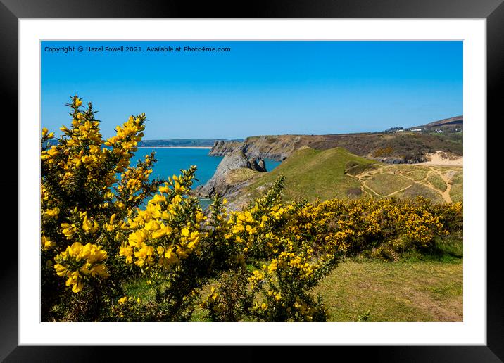 Gorse at Three Cliffs Bay Framed Mounted Print by Hazel Powell