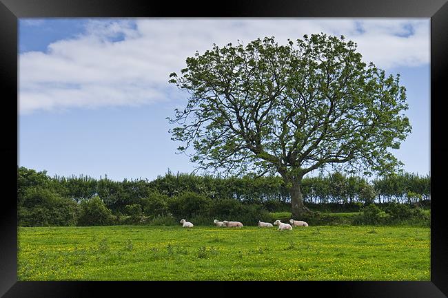Sheep shading themselves in a field of buttercups Framed Print by Hazel Powell