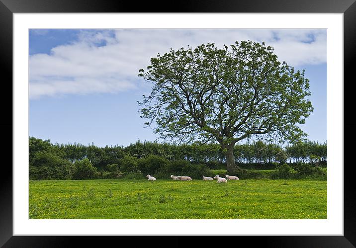 Sheep shading themselves in a field of buttercups Framed Mounted Print by Hazel Powell