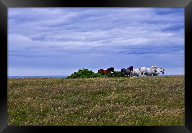 Horses waiting for the storm Framed Print by Hazel Powell