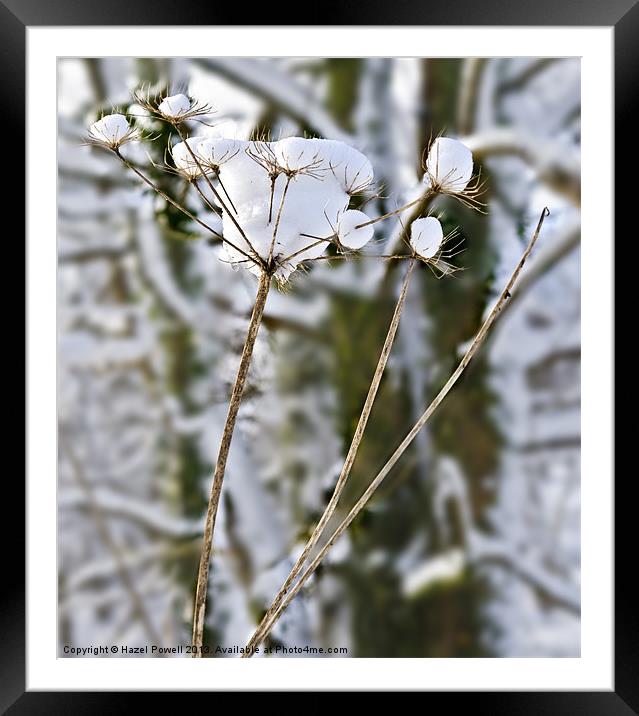 Snow Flowers Framed Mounted Print by Hazel Powell