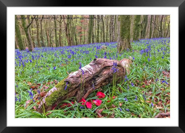 Bluebells and Petals, Wenault Framed Mounted Print by Hazel Powell
