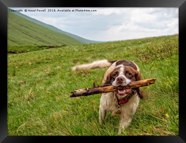 I brought the stick back! Framed Print by Hazel Powell