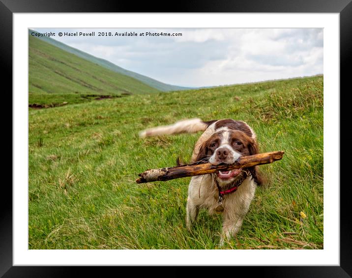 I brought the stick back! Framed Mounted Print by Hazel Powell