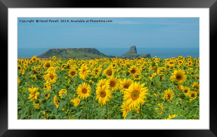 Sunflowers at Worms Head Framed Mounted Print by Hazel Powell