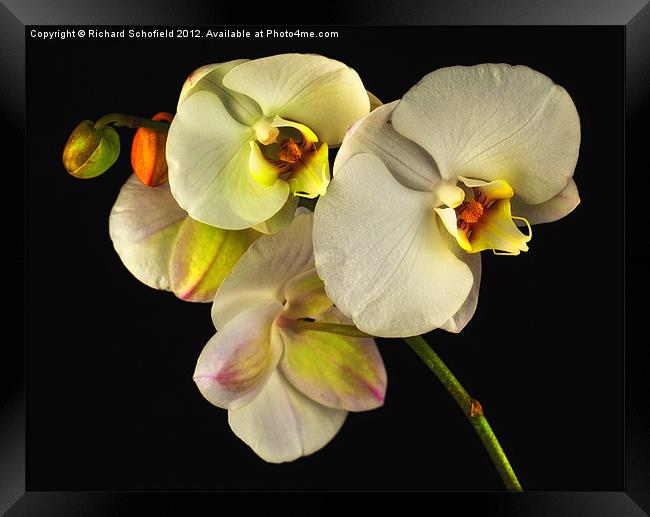 White Orchid On Black Framed Print by Richard Schofield