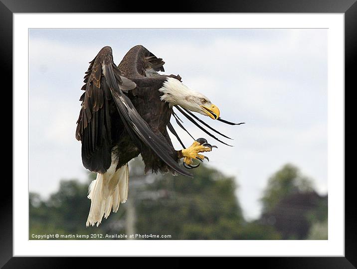Hard on the brakes Framed Mounted Print by Martin Kemp Wildlife