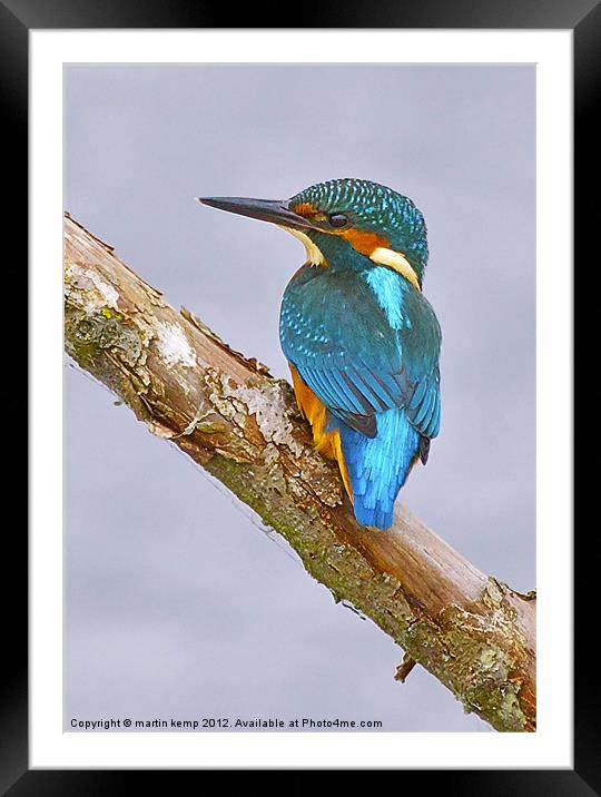 Kingfisher Framed Mounted Print by Martin Kemp Wildlife